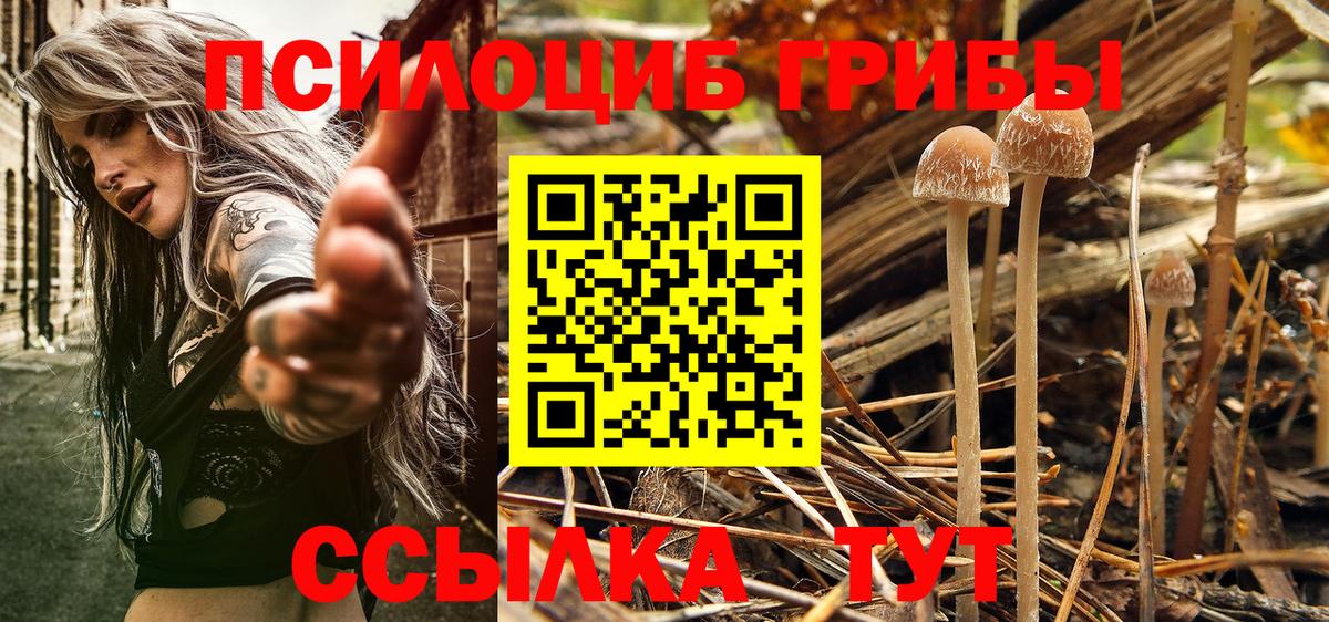 Псилоцибиновые грибы Cubensis  Галлюциногенные грибы Cubensis  Вход с VPN  Старый Оскол 